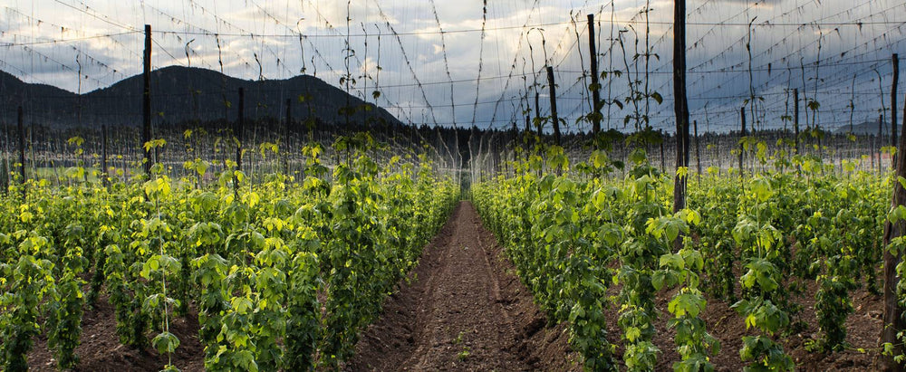 Bière blonde Hommelbier 0,2%